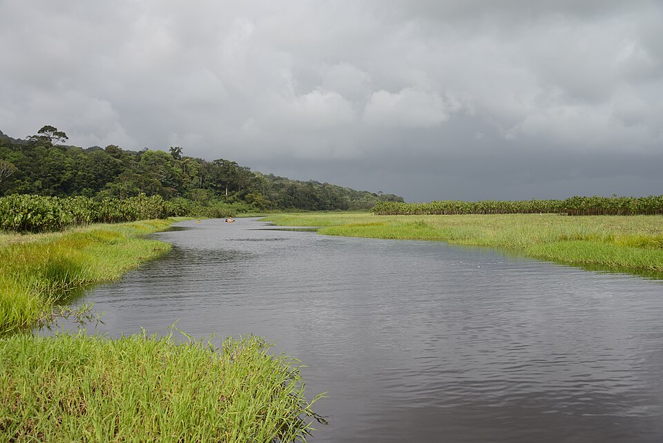 Marais de Kaw en Guyane française