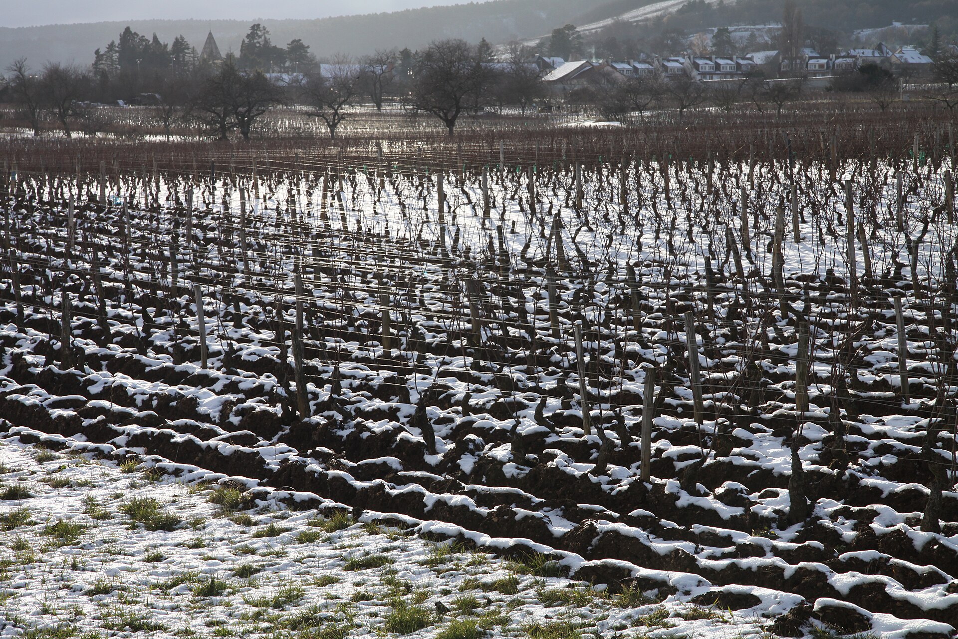 Vignobles de Savigny-lès-Beaune en automne en Bourgogne-Franche-Comté