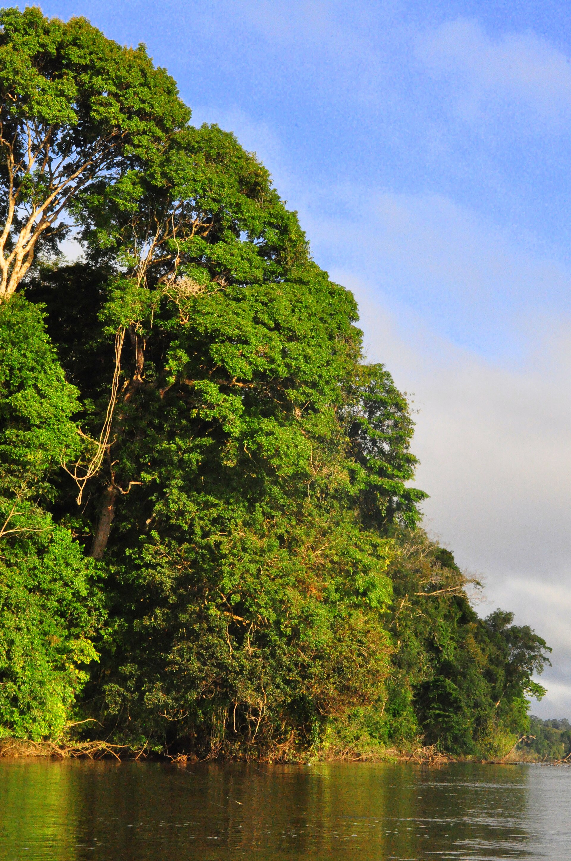 Fleuve et forêt amazonienne en Guyane française
